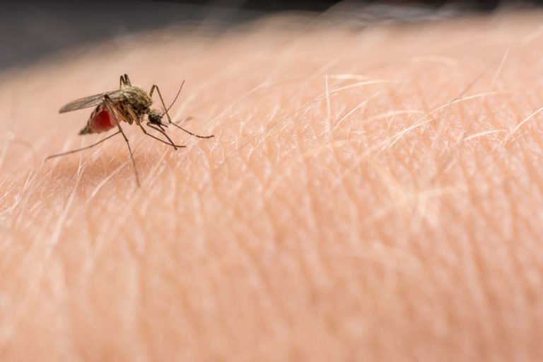 Effektives Hausmittel gegen Mücken