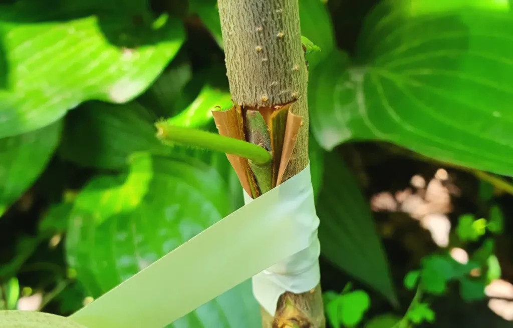 Knospe wird in eine Rindentasche eingesetzt.