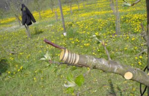 Pflanzenveredelung Obstbaum