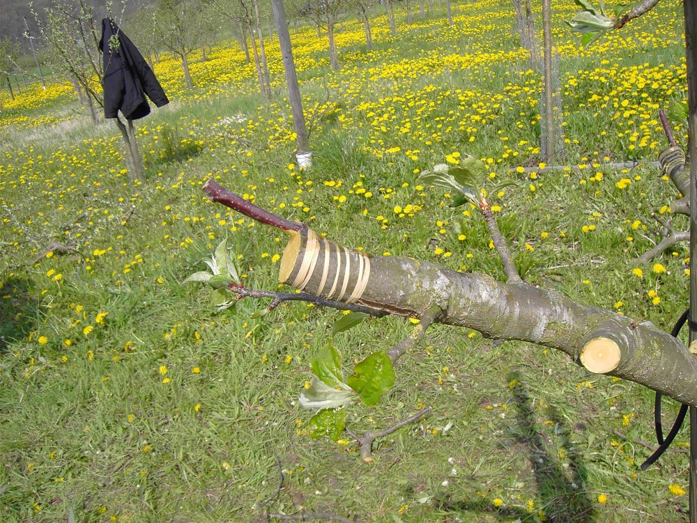 © hauswurzn / stock.adobe.com Obstbaum veredeln