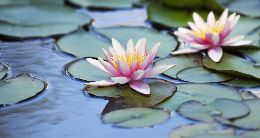 © C. Schüßler / stock.adobe.com Wasserpflanzen düngen