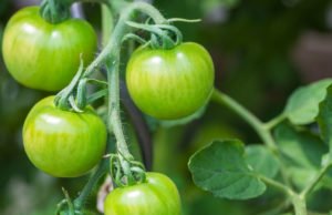 grüne Tomaten nachreifen