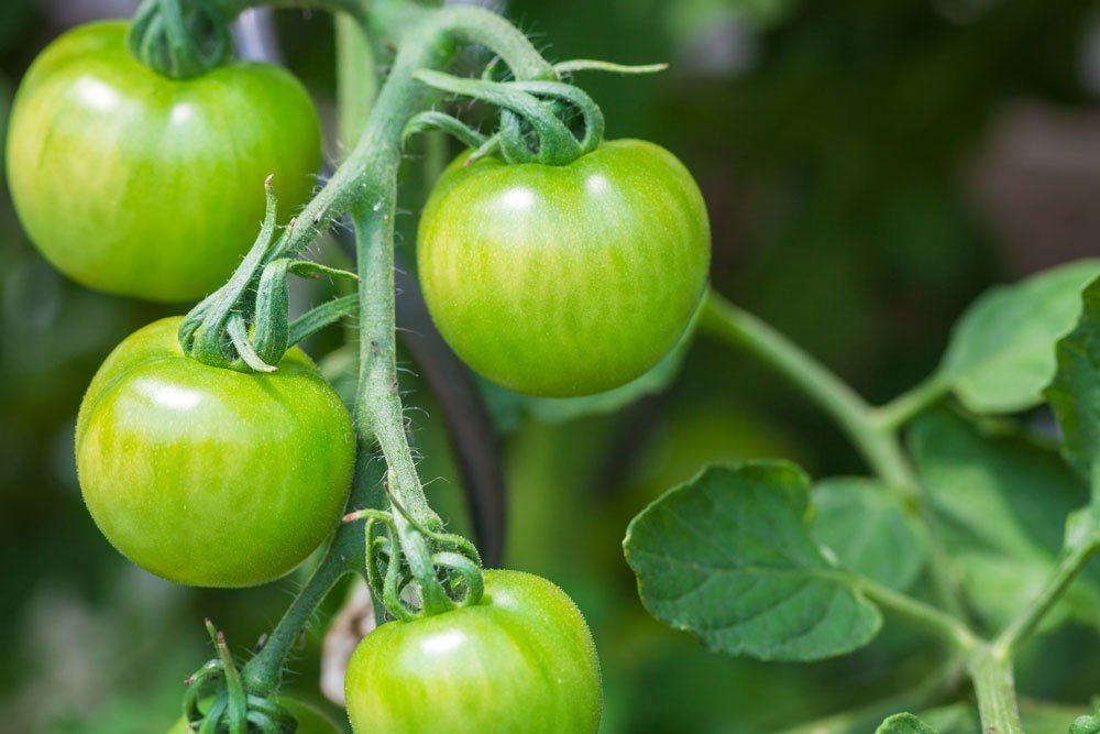 Grüne Tomaten nachreifen lassen