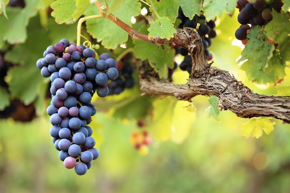 Weintrauben – Mit diesem Trick werden sie größer