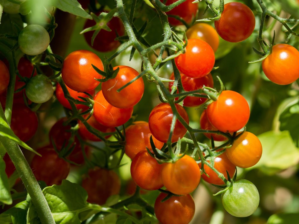 Tomaten pflanzen – Von der Pflege bis zur Ernte