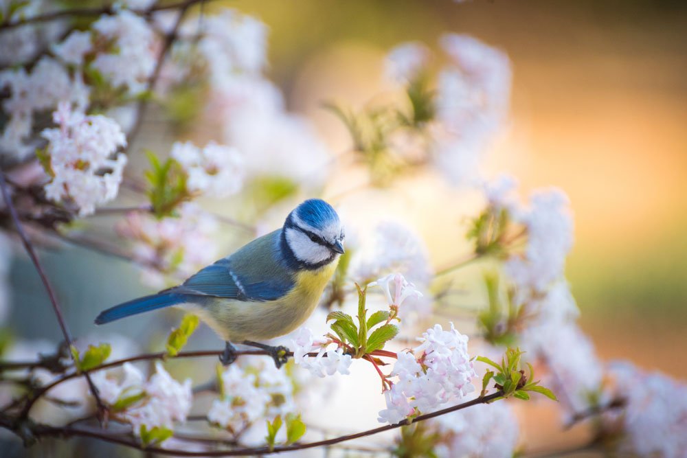 Vögel anlocken – So holen Sie sich stimmungsvolles Gezwitscher in den Garten