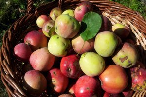 © Bajarita – pixabay Apfelschorf ist eine Pilzerkrankung am Apfelbaum