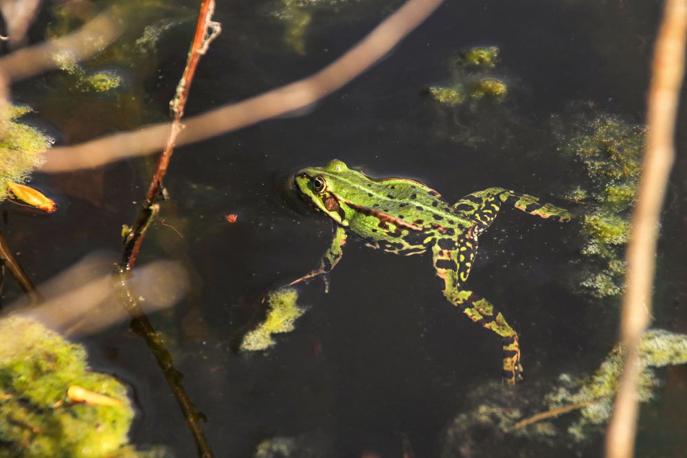 Wahrnehmung Sie sind wie lange kann ein frosch die luft anhalten Wetter Feind Anlagen Wahrnehmung Sie sind wie lange kann ein frosch die luft anhalten Wetter Feind Anlagen