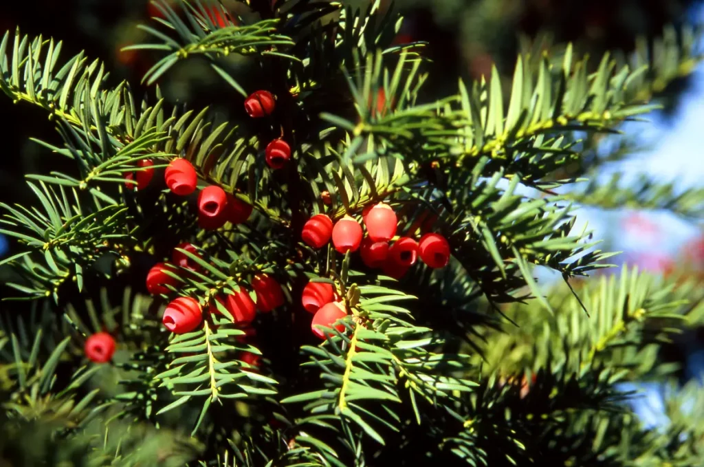 Nahaufnahme vom Eiben-Ast mit roten Früchten.