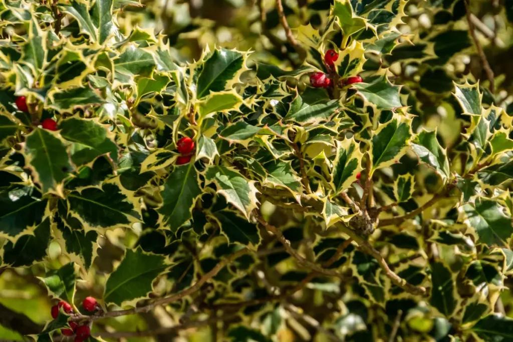 Nahaufnahme der Blätter der Stechpalme mit roten Früchten.