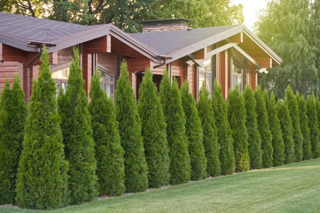 Saftig grüne Thuja-Hecke.
