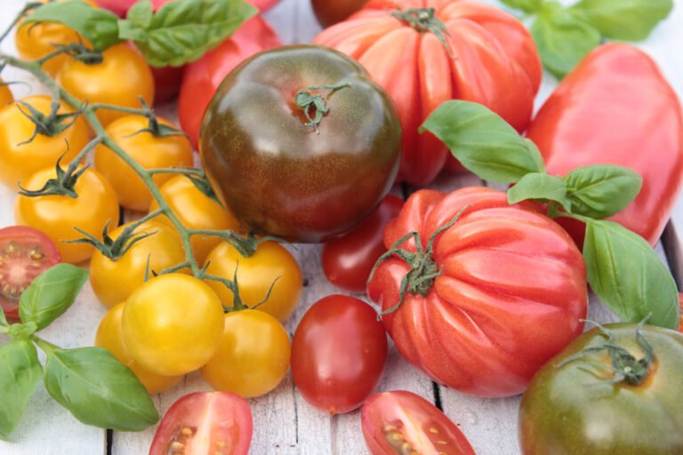 Wissenswertes über Tomaten Sorten