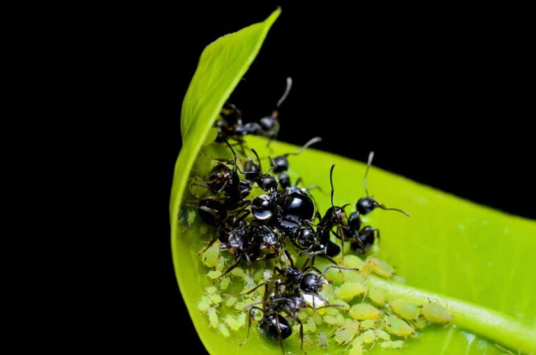 Ameisen umsetzen und nicht töten