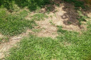 Kahle Stellen im Rasen ausbessern – 6 Tipps