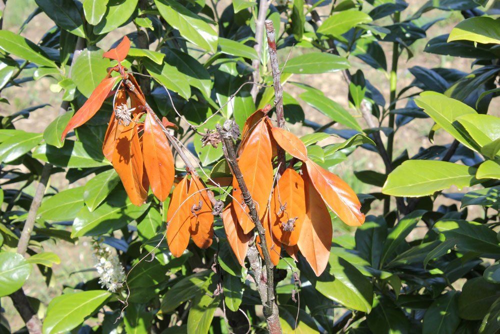 Kirschlorbeer braune Blätter