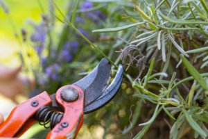 Lavendel richtig schneiden