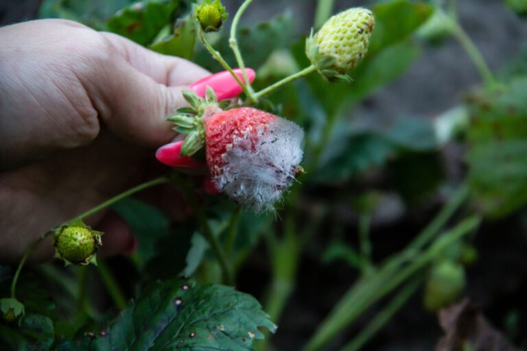 Schimmel auf Erdbeeren bekämpfen – 3 Tipps