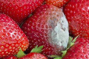 Schimmel auf Erdbeeren