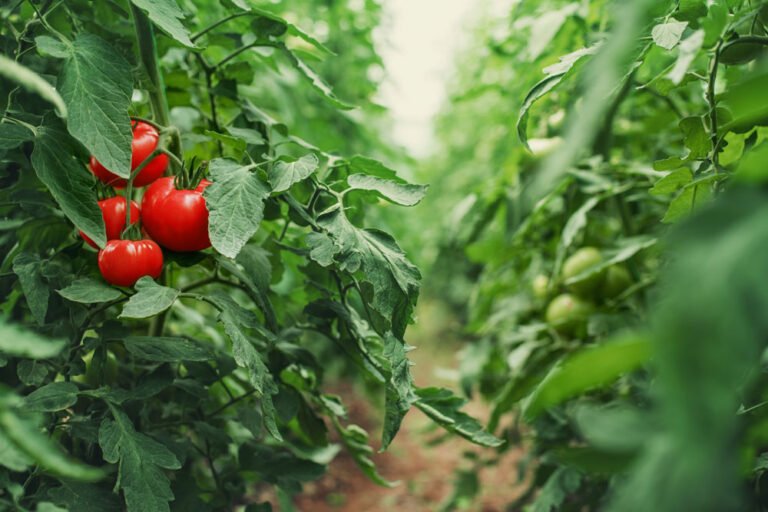 Tomaten ausdünnen für reichlich Früchte
