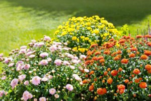 Chrysanthemenrost bekämpfen