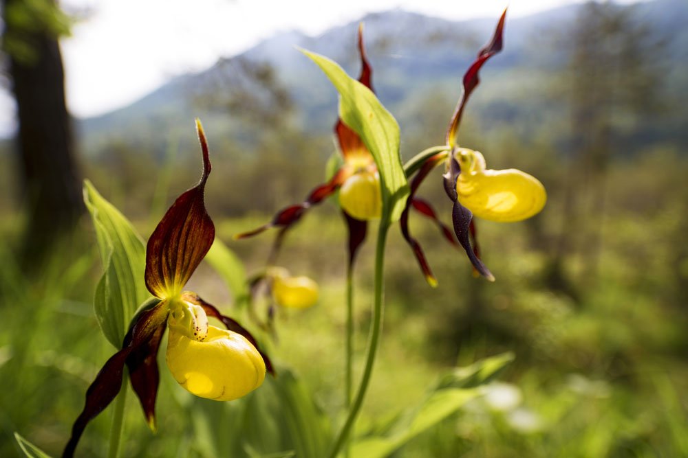 Gartenorchideen pflanzen – Darauf müssen Sie achten!