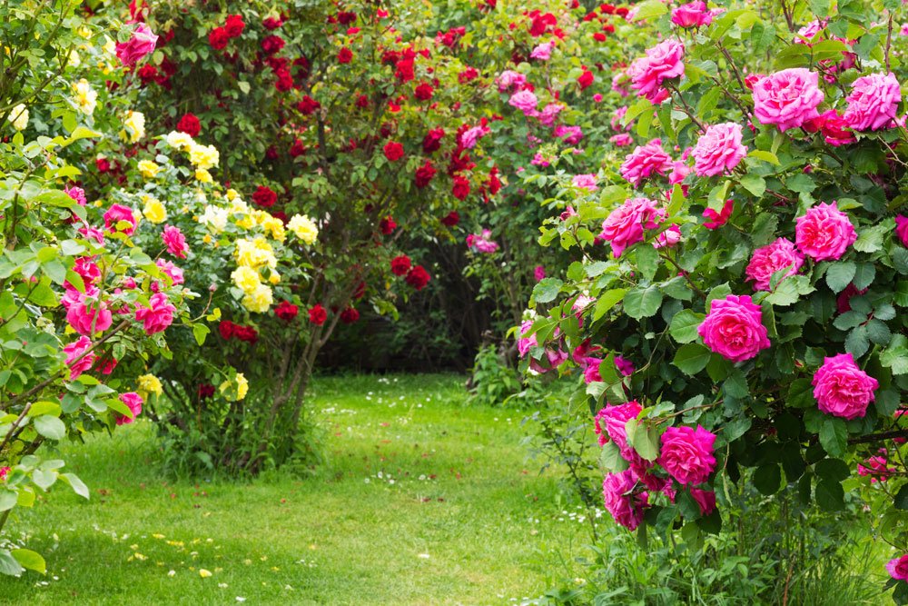 © Digitalpress / stock.adobe.com Rosen vermehren Stecklinge