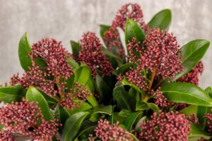 Skimmia Balkon