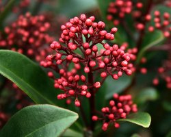 Die Skimmia – Immergrüne Balkonpflanze für den Winter