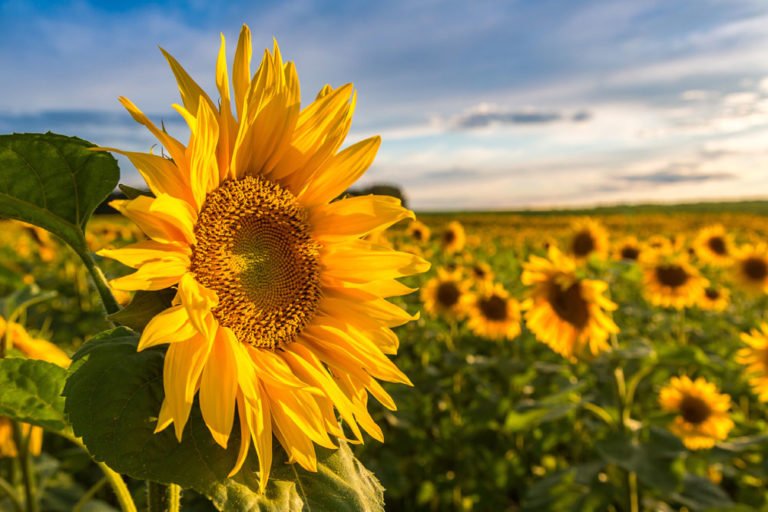 Sonnenblume – Aussaat und Pflege