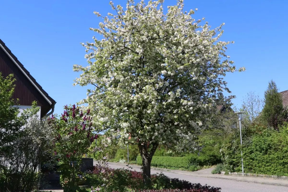 Zierapfel im Vorgarten.