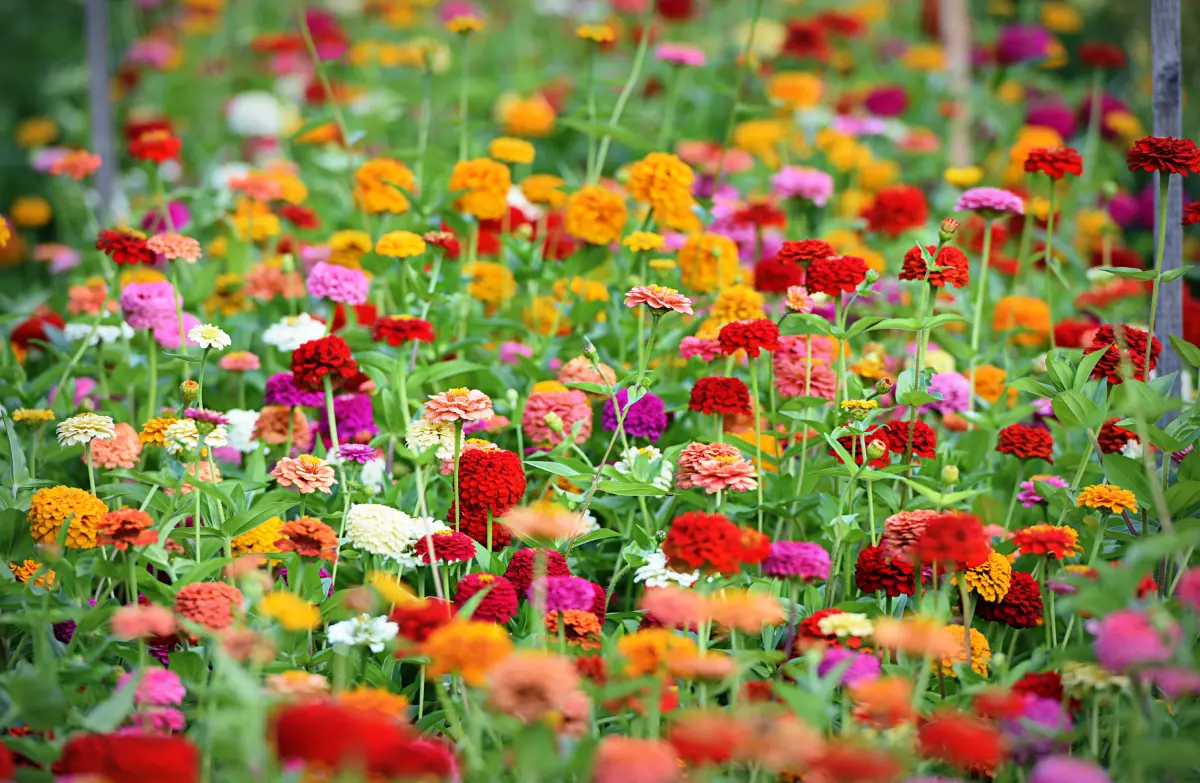 Zinnien: Portrt, Aussaat und Pflegetipps