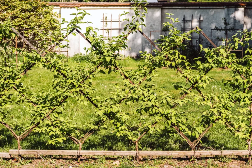 Spalierobst als Bouché-Thomas-Hecke