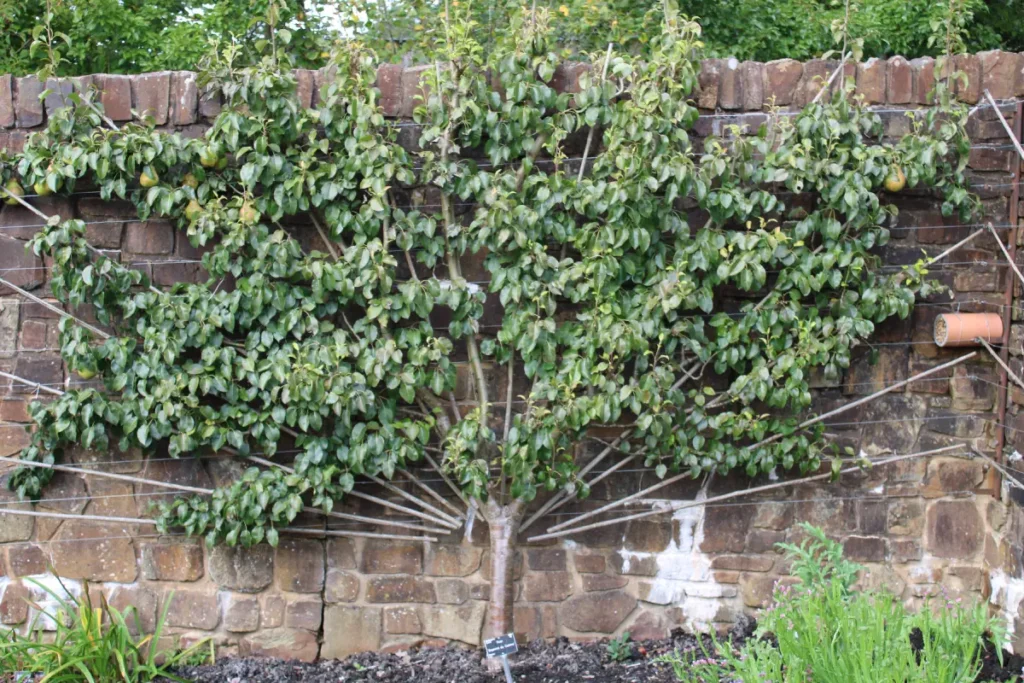 Spalierbaum in Fächerform