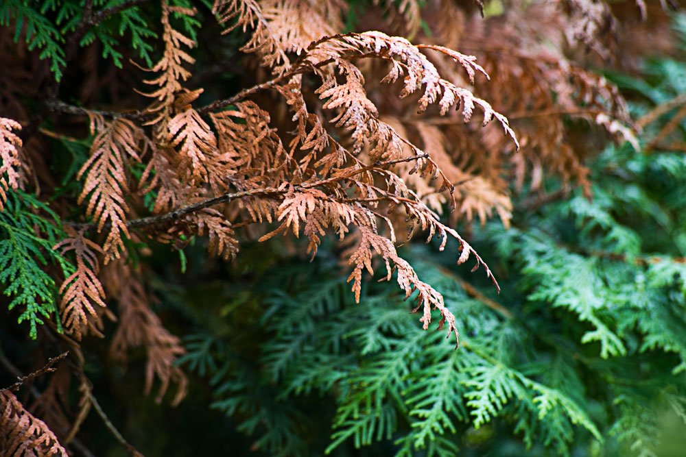 Thuja wird braun