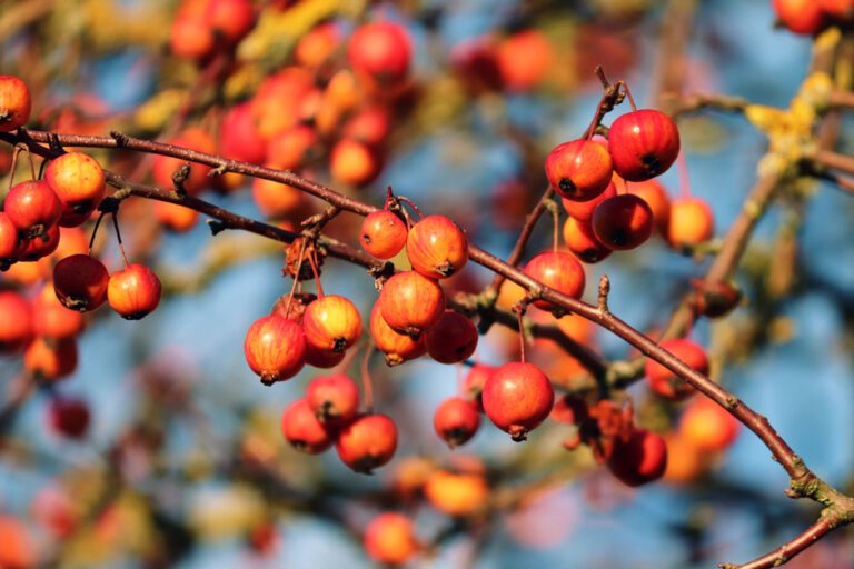 Früchte des Zierapfelbaumes verarbeiten – 2 Tipps