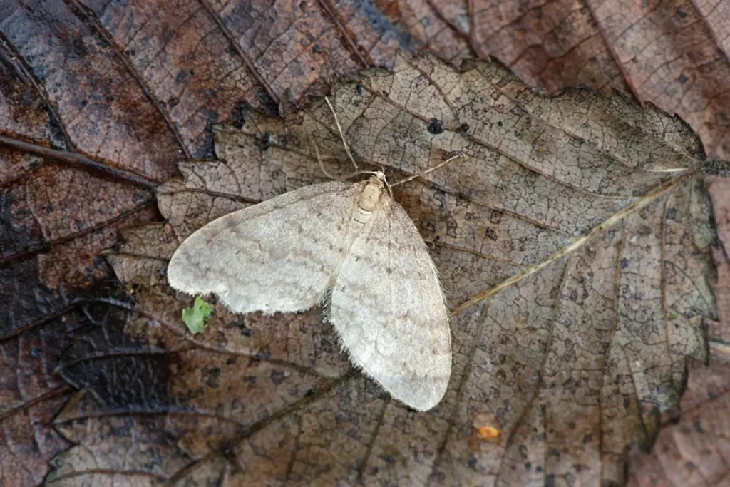 Männlicher Kleiner Frostspanner auf braunem Herbstblatt.