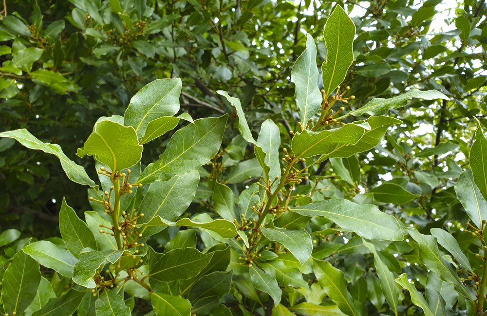 © milamores / stock.adobe.com Lorbeerbaum braun