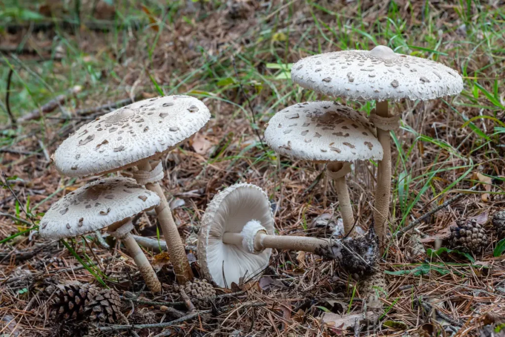 Parasol / Gemeiner Riesenschirmling