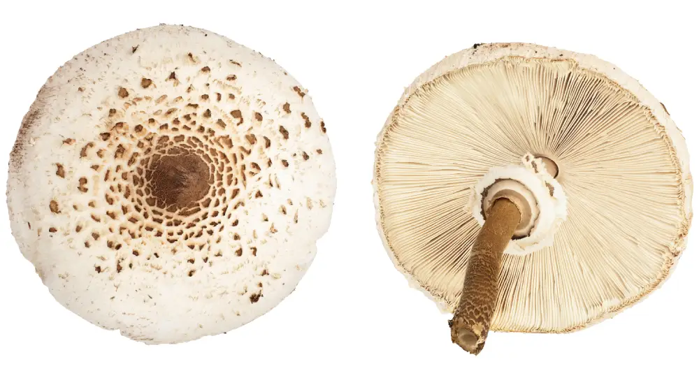 Parasolpilz im Garten kultivieren.