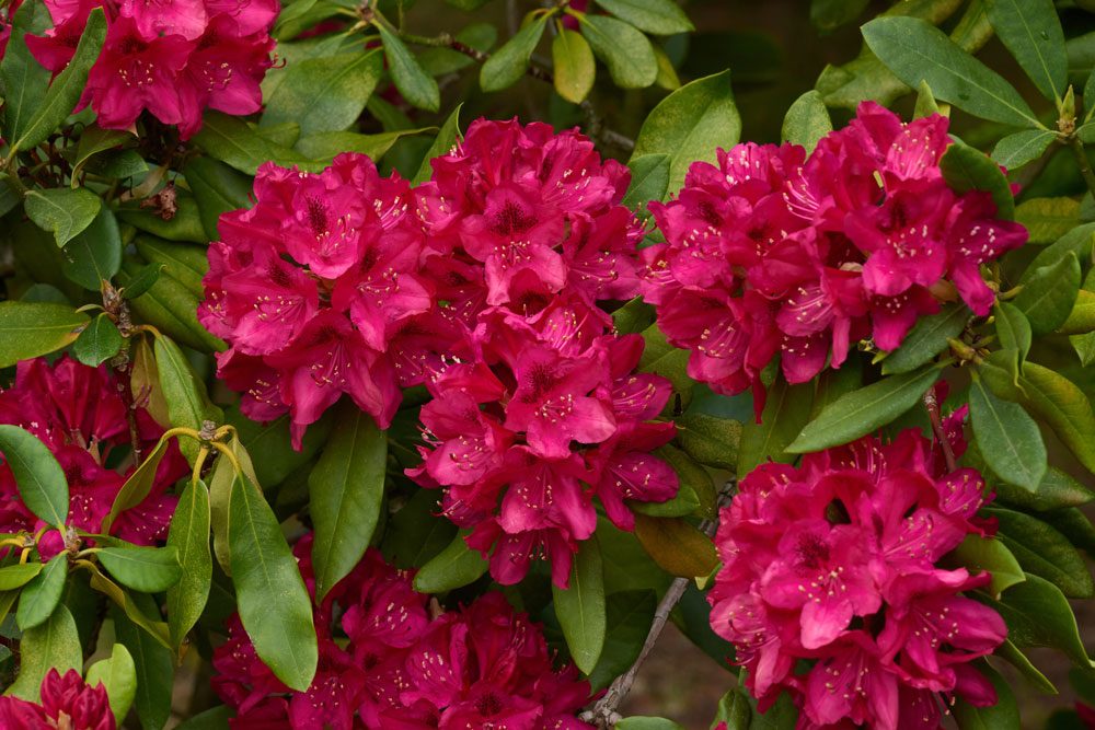 Rhododendron rollt Blätter ein
