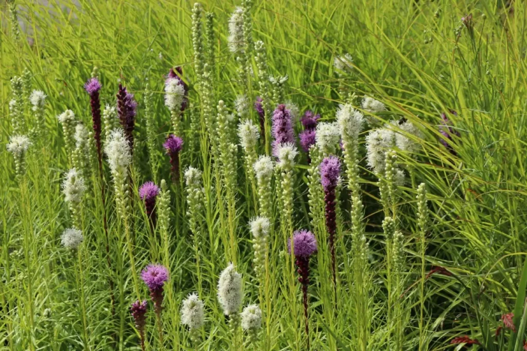 Ährige Prachtscharte Floristin