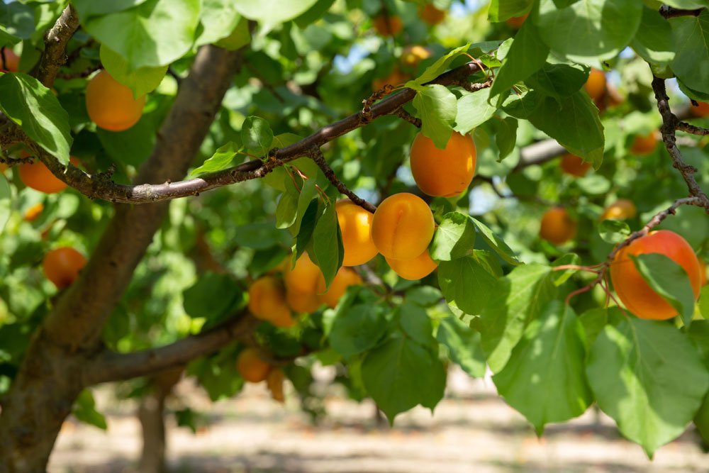 aprikosen aprikosenbaum ernten breitengraden luftig trocken unseren muss