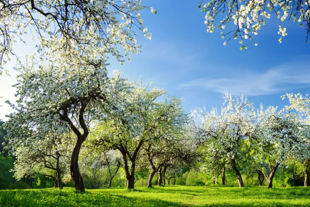 Befruchtung von Obstbäumen