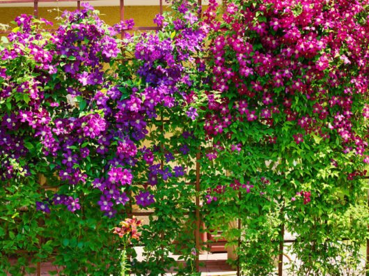 Clematis schneiden - So wird&rsquo;s gemacht!