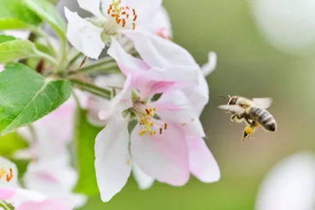 Obstbäume Bestäubung