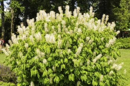 Strauch-Rosskastanie im Garten