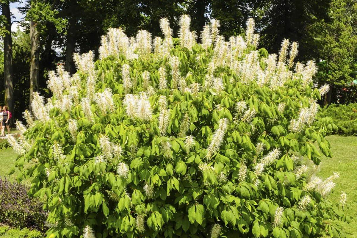 Strauch-Rosskastanie pflanzen und pflegen  Aesculus parviflora fr den  Garten