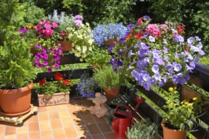 Balkonpflanzen Pflege