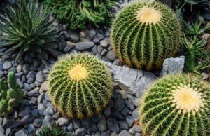 Kakteen im Garten pflanzen