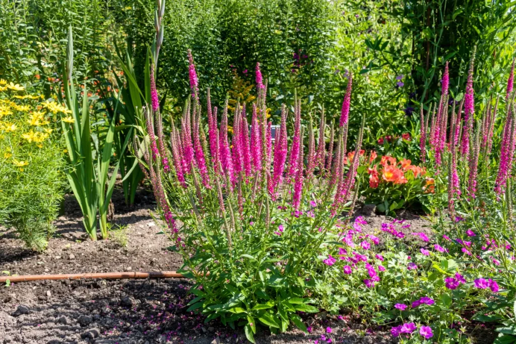 Ehrenpreis (Veronica) und Storchschnabel (Geranium) sind Pflanzen, die wenig Wasser benötigen.